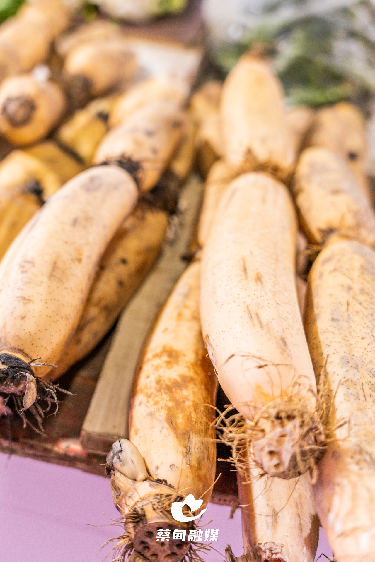 以藕为媒促振兴莲藕种苗蔡甸示范基地落成