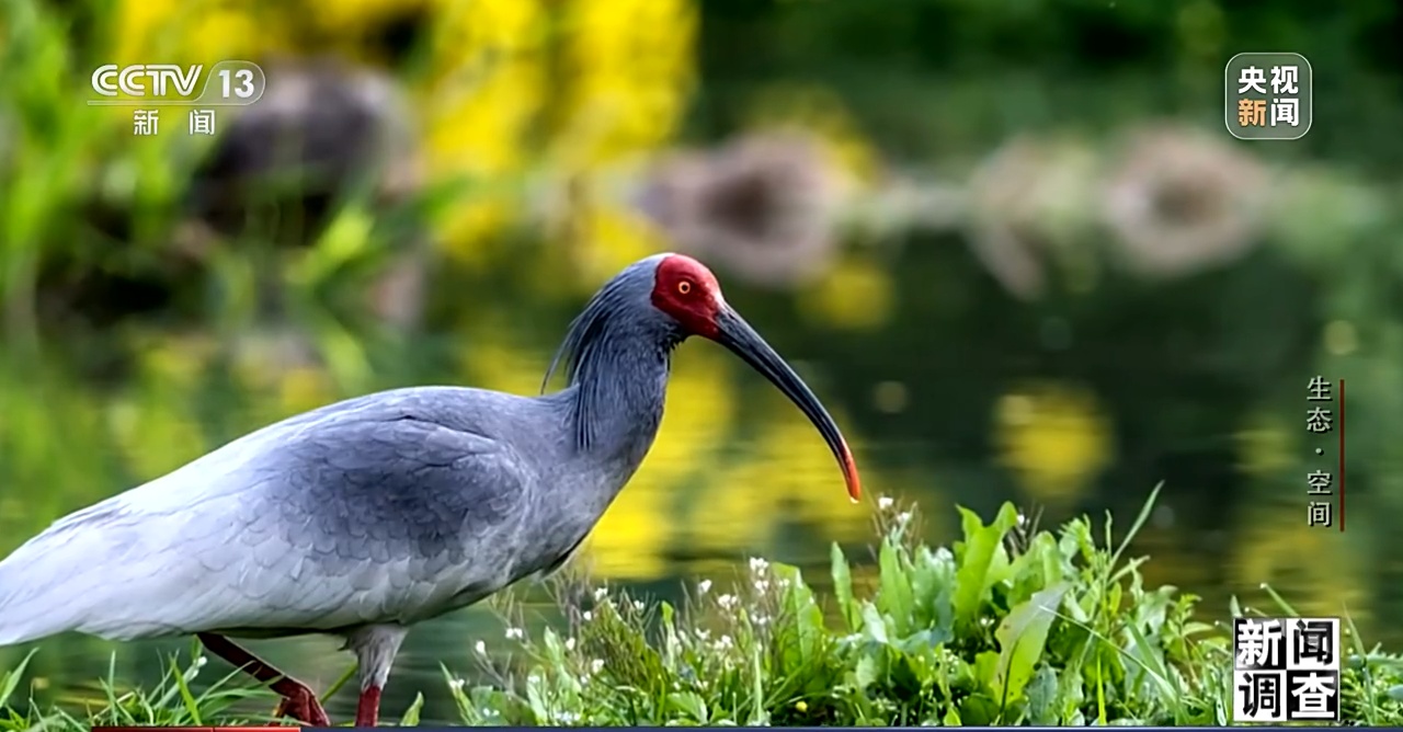 红树林北移朱鹮南扩拓展生态空间我们这样做