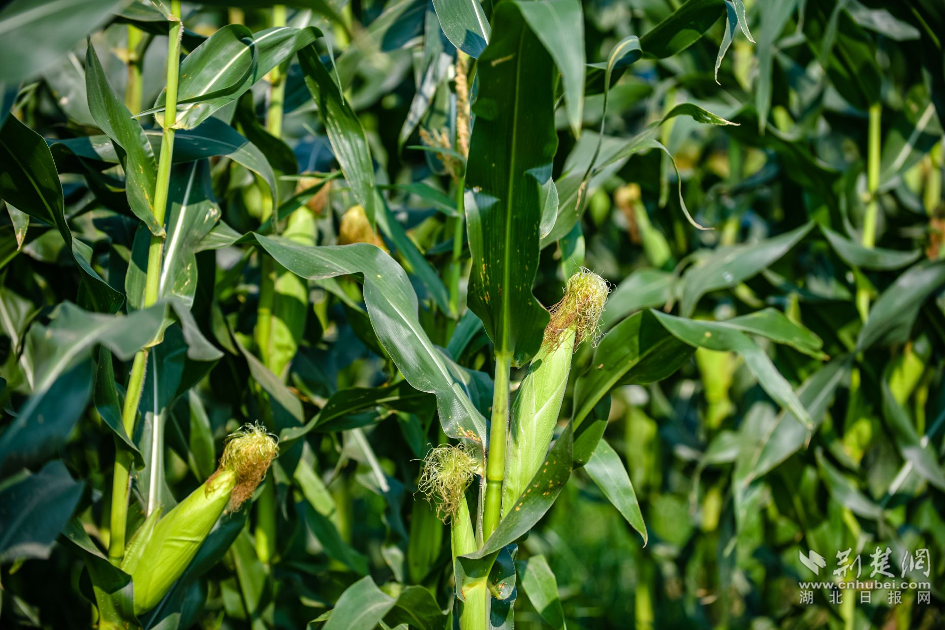 图集夏天的风吹到了汉南6万亩鲜食玉米迎来大丰收