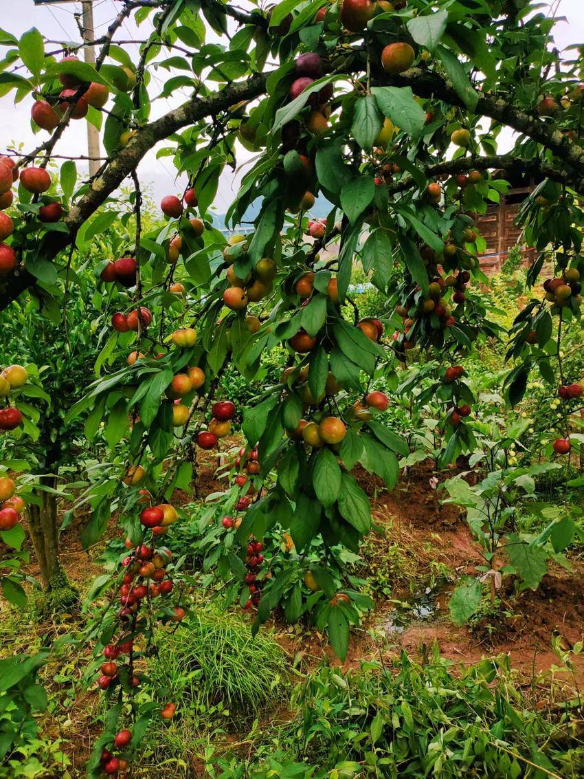 容美镇新庄村杜大妈正在李树下锄苕草,一不小心,就会碰到像霸王鞭一样