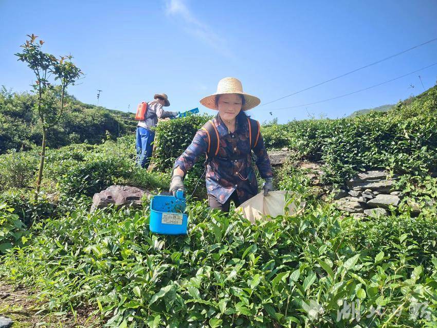 竹山县大庙乡:采茶新法宝助万亩茶园增收