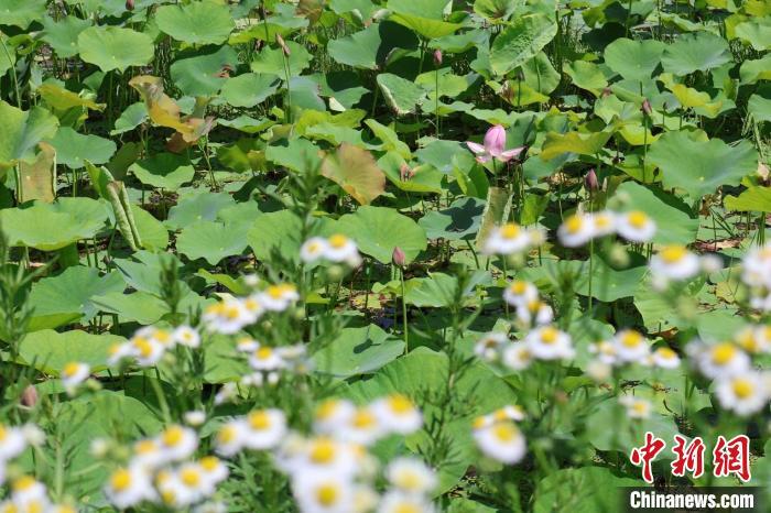 贵州万山黄家寨用村味守好村魂