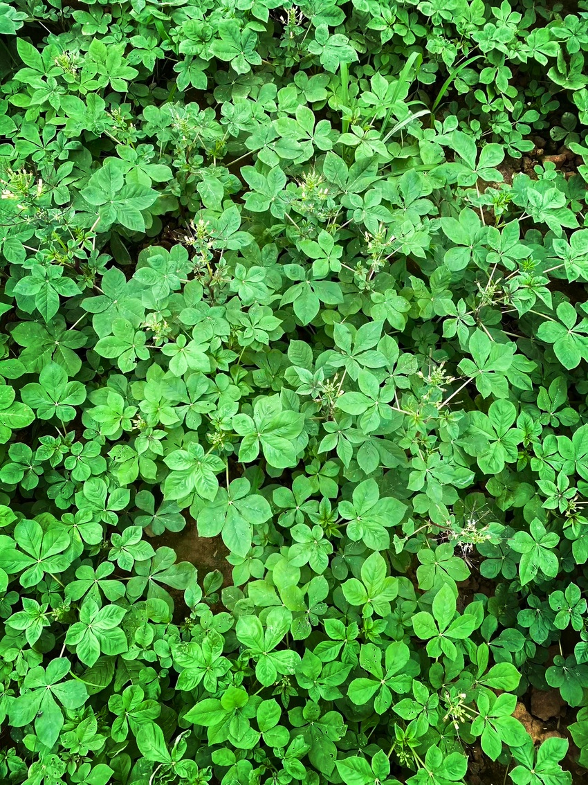 安陆白花菜种植标准获湖北省地方标准立项