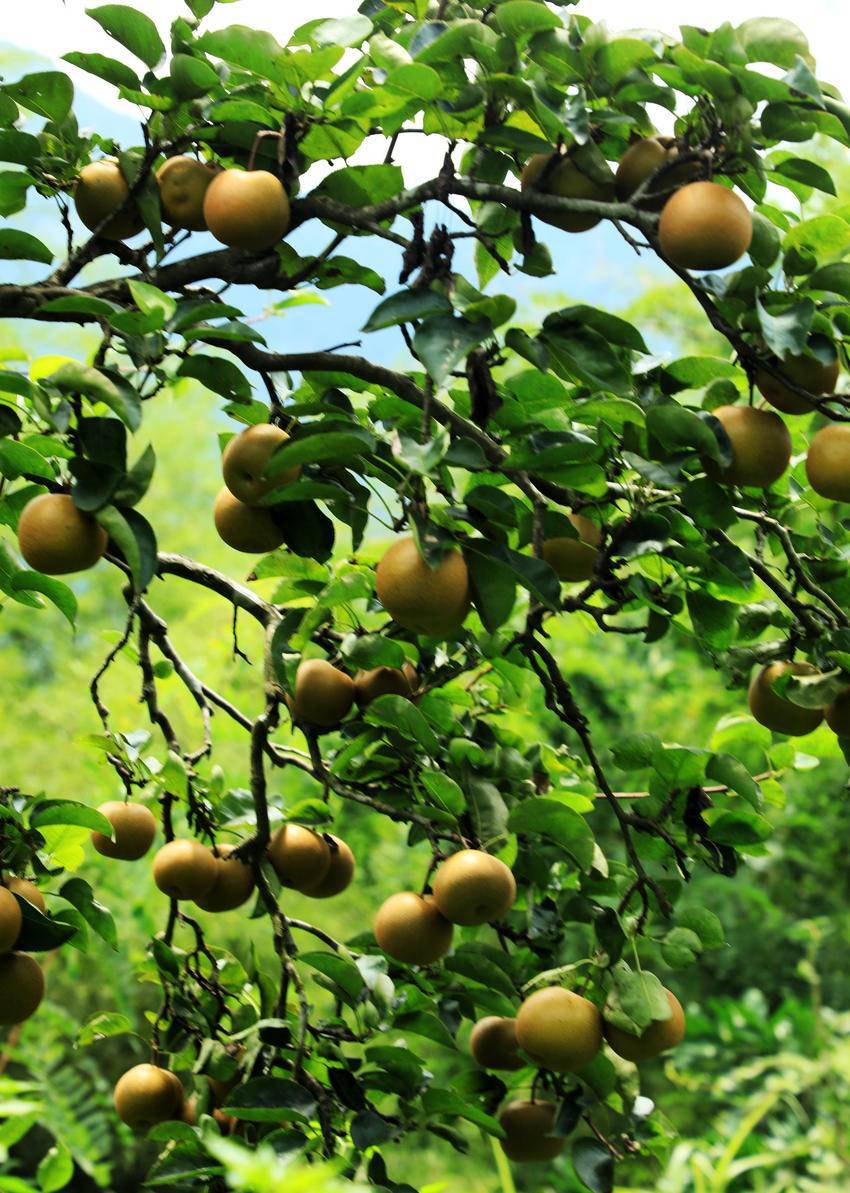 行摄鹤峰乡村田家梨园果实累累