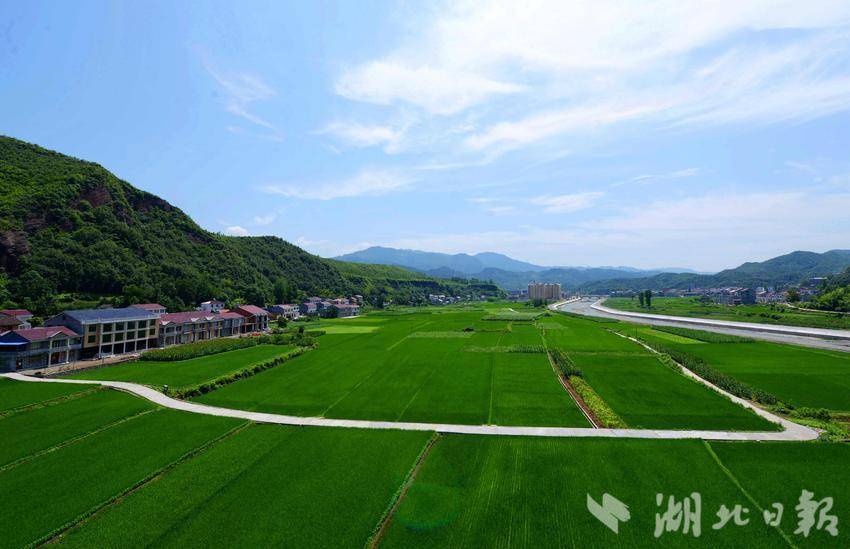 保康县马良镇特色产业富民助力乡村振兴