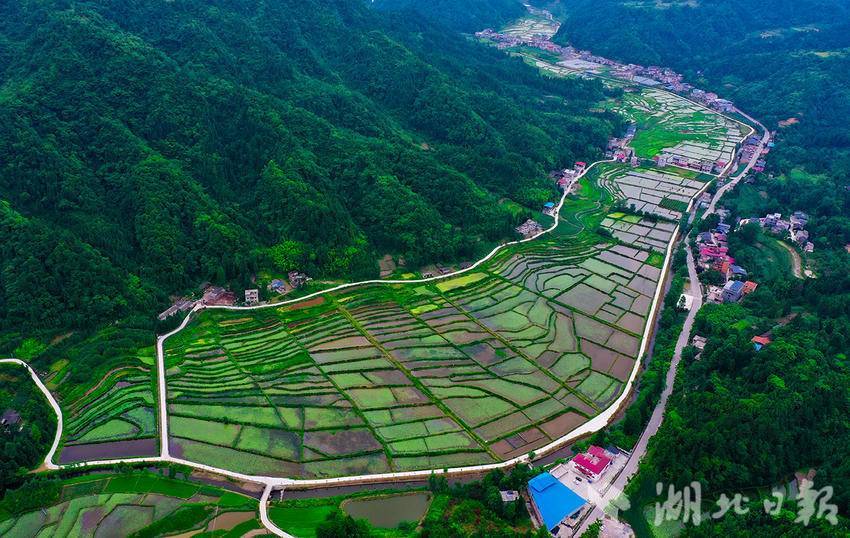 組圖利川涼霧鄉繼昌村蓴菜大產業