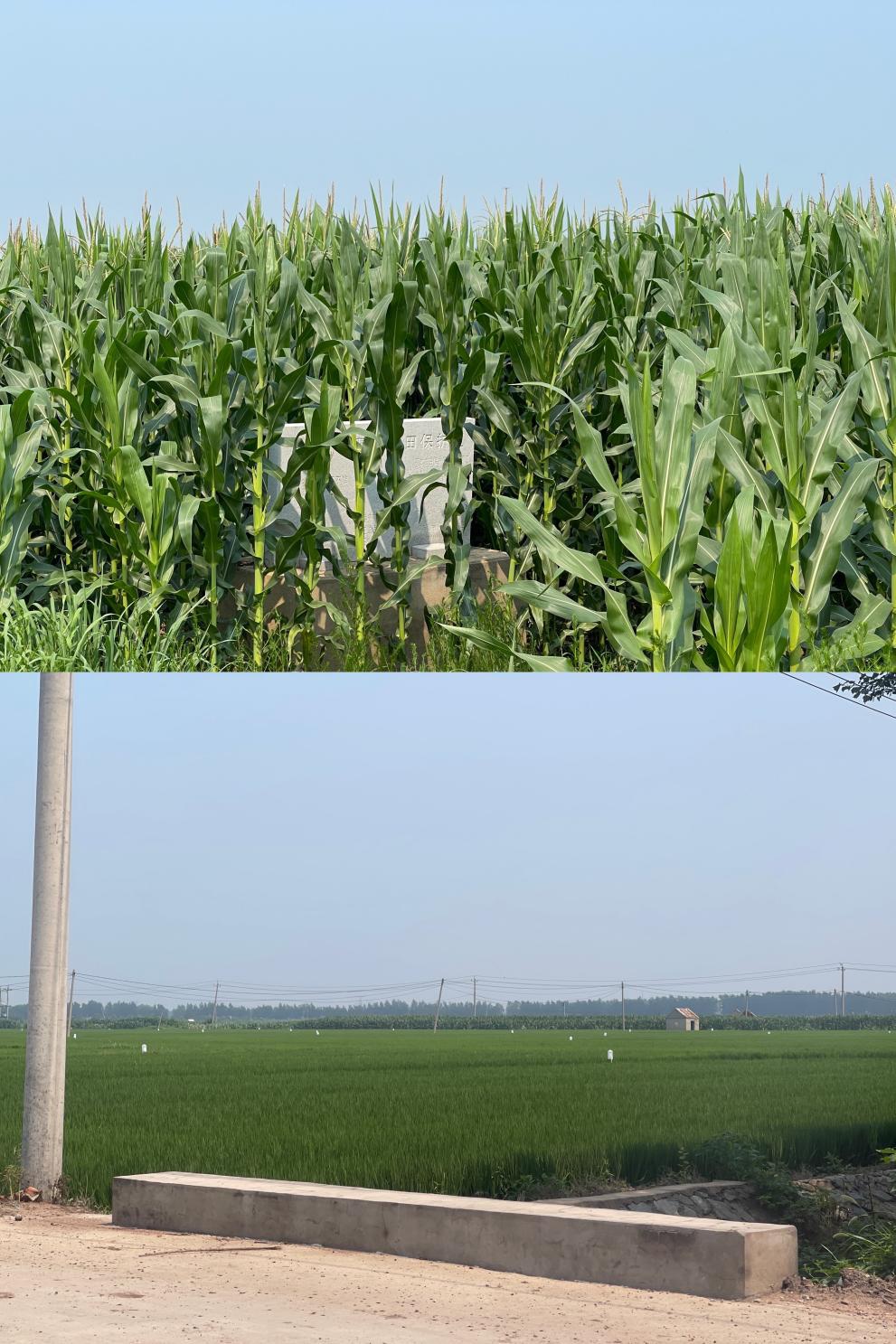 优质黑土地遭遇采煤沉降辽宁铁岭调兵山市如何保住粮食生产的命根子