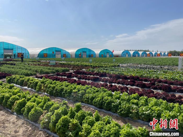 蔬菜种植基地：绿意背后的生态秘密