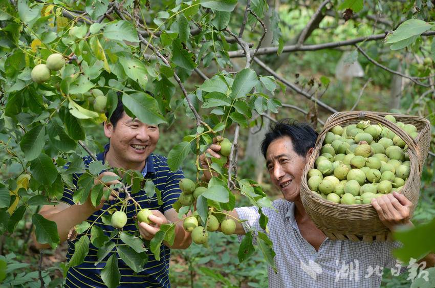 保康县马良镇特色产业富民助力乡村振兴