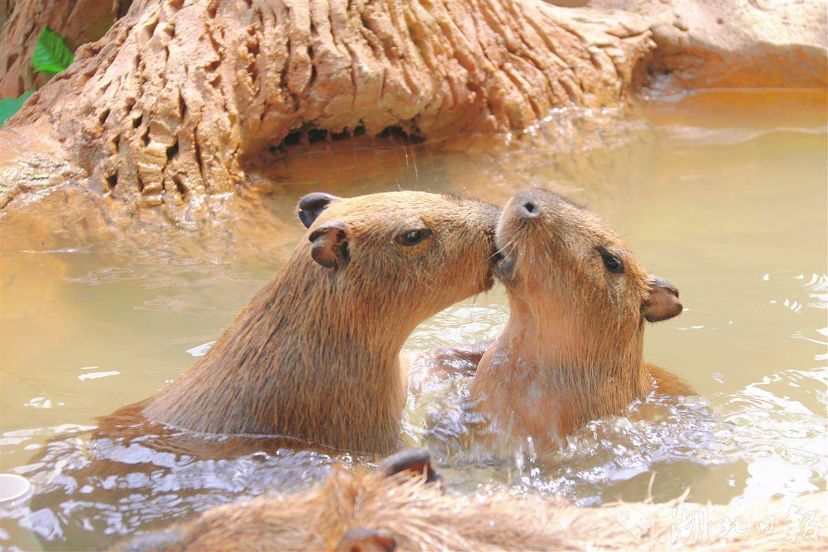 武汉野生动物王国的动物们花式迎接入伏