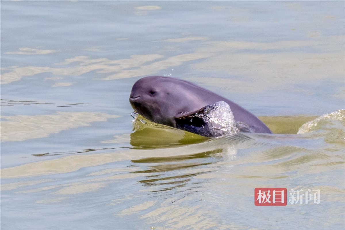 这只帮妈妈觅食的小江豚半个多月前还是花斑仙子
