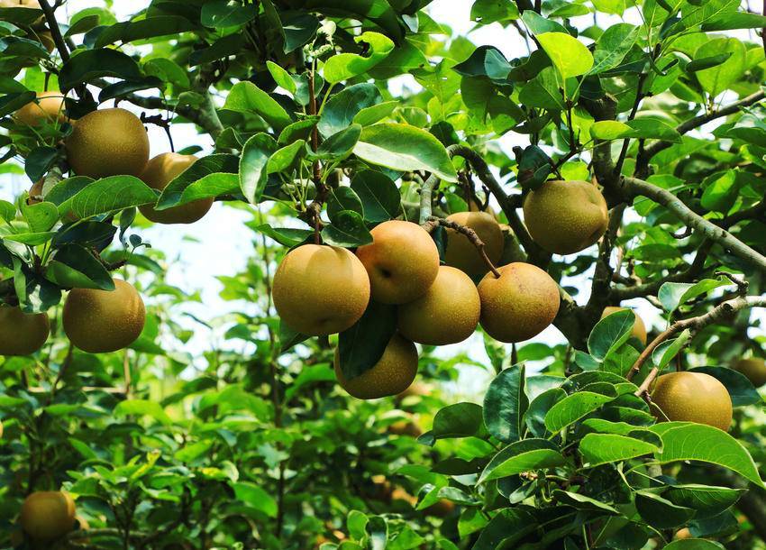 品种有黄金梨,长十郎,爱宕梨,六月雪,脆梨等.