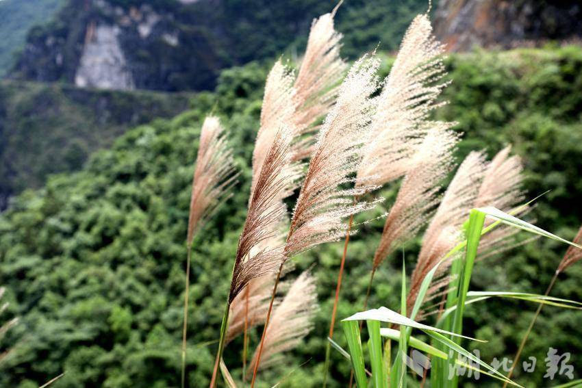 鹤峰雕岩图片