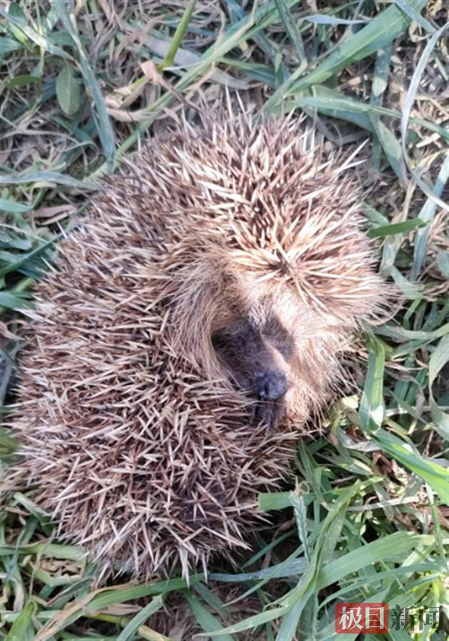 amurensis)的一类猬形目哺乳动物的统称,体肥矮,爪锐利,眼小,毛短