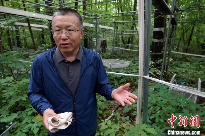 地球之肺如何智慧守护中国科学院清原森林站探索科研新范式