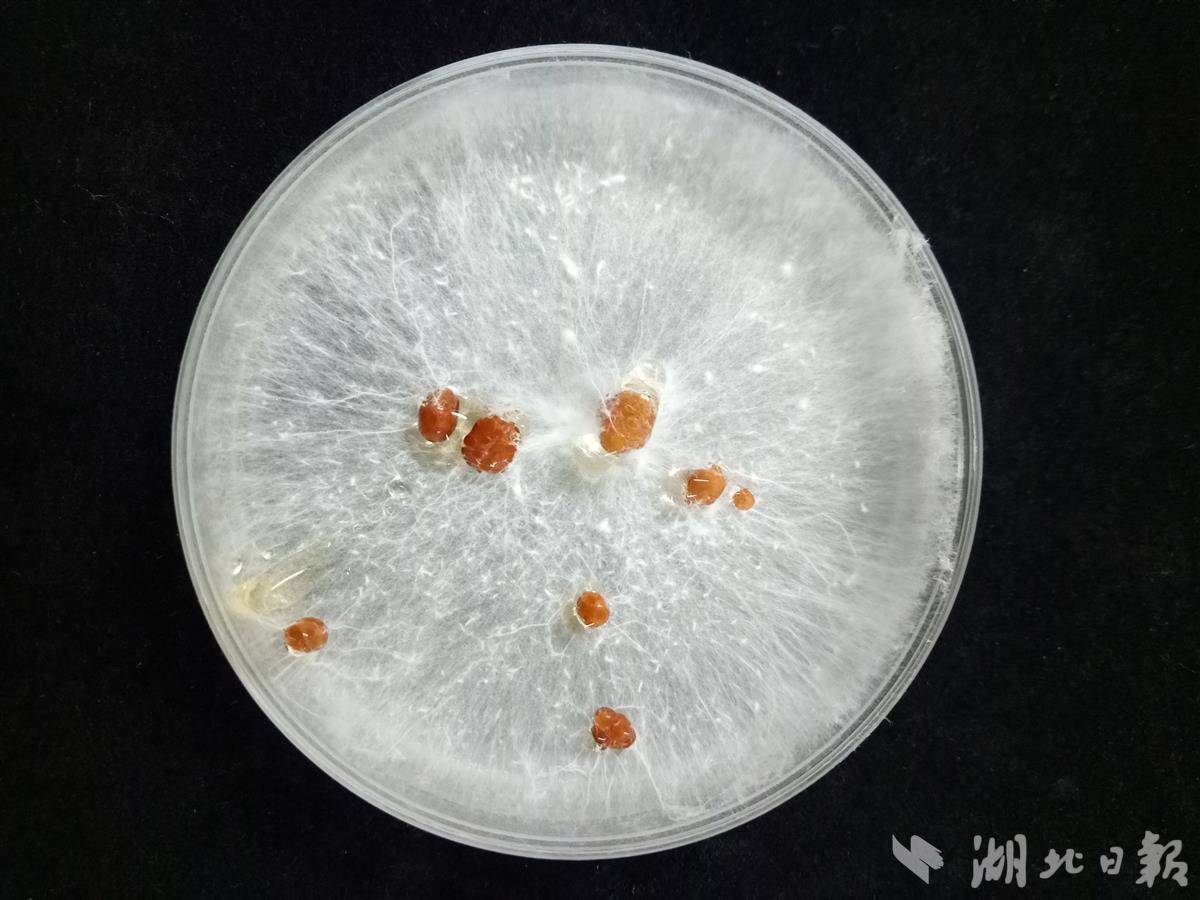 省农科院新验收科研项目 助力防治中药材白绢病