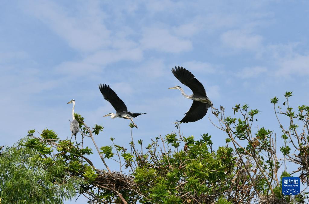 山东成武城区湿地野生鸟类栖息