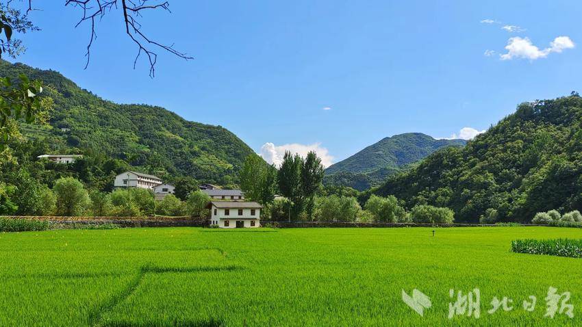 郧西县绿色冷水稻"绘就田园诗"-荆楚网-湖北日报网