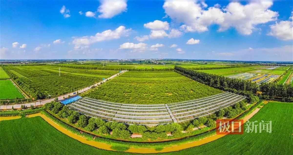 遇见江陵立秋时节果味飘香江陵黄桃基地又迎丰收季