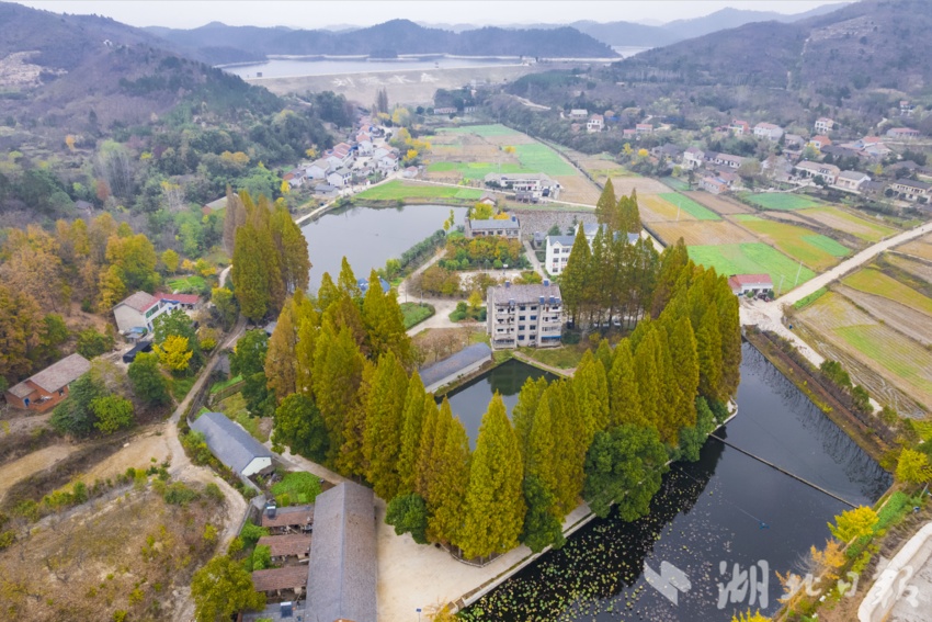 京山市三陽鎮創建森林城鎮打造美麗宜居新三陽