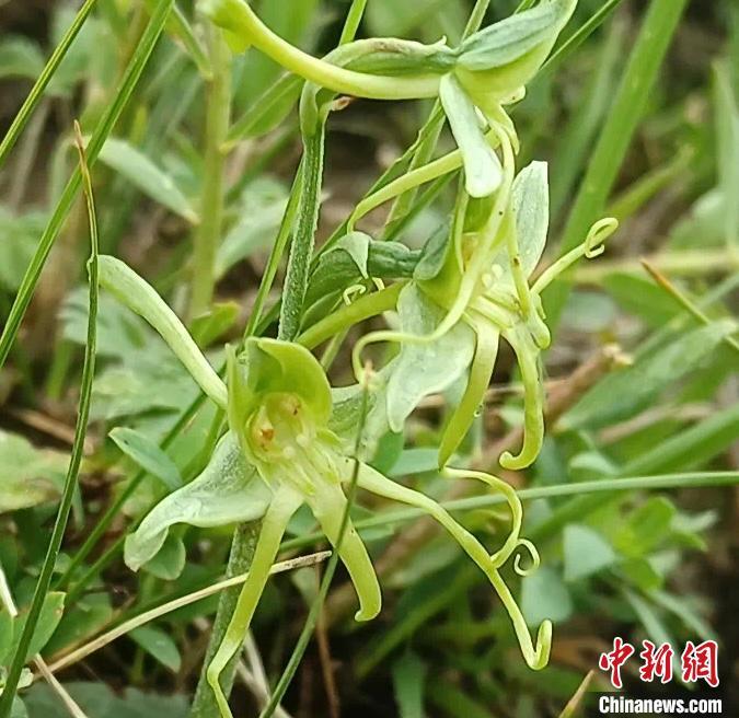 青海发现兰科玉凤花属一新种