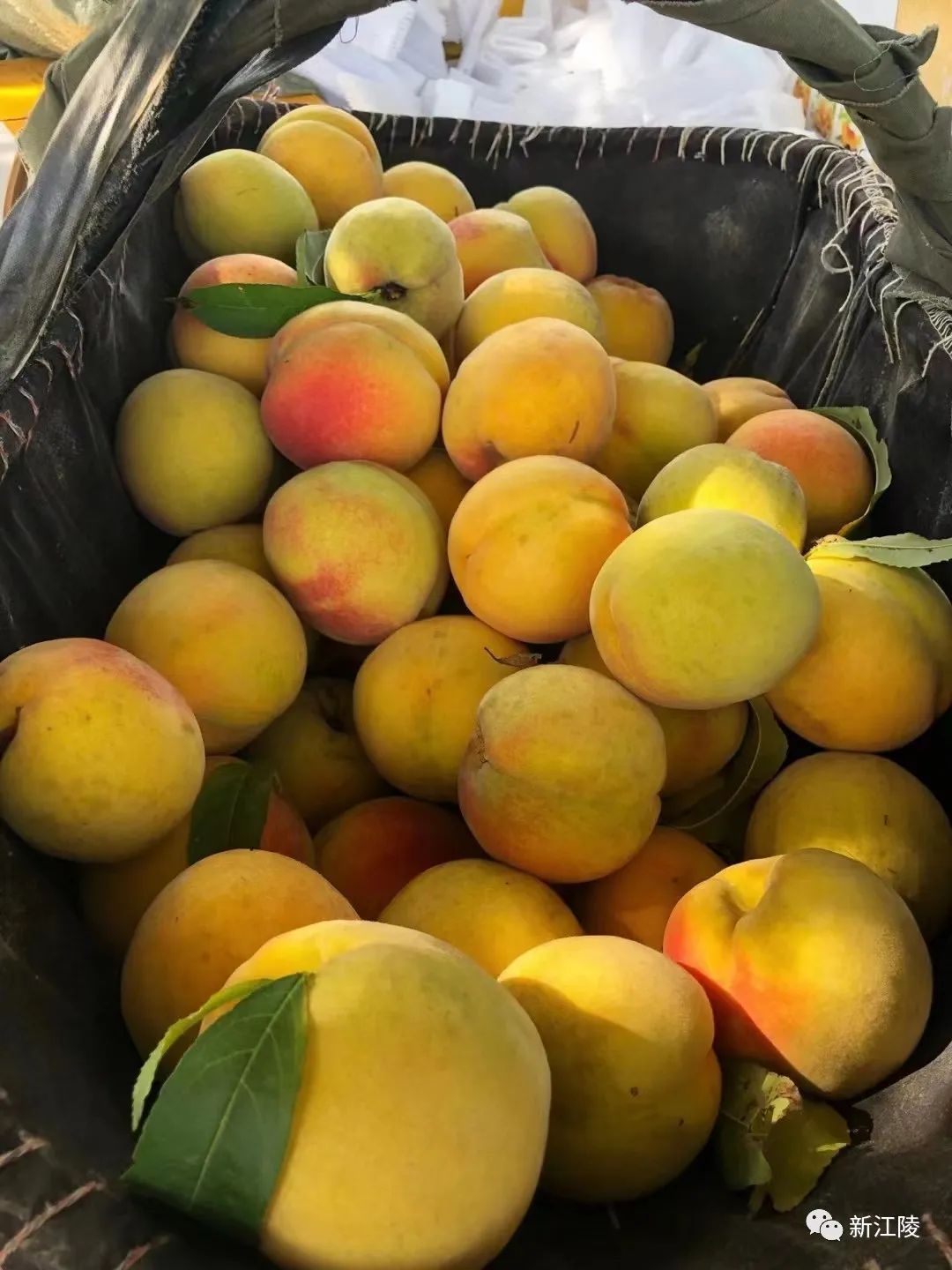 农墨重彩看江陵放心品尝甜脆爽口的三湖黄桃