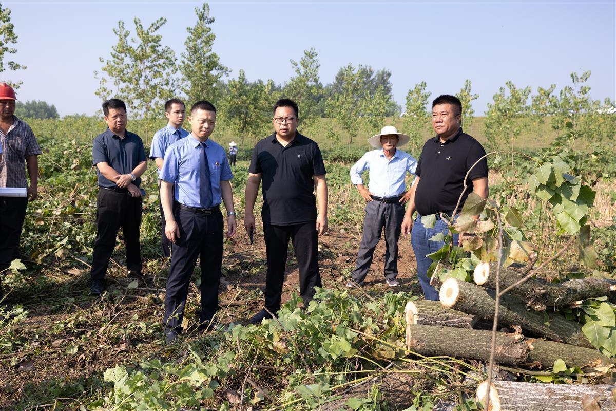 2200亩滩涂林地为什么要砍原因是