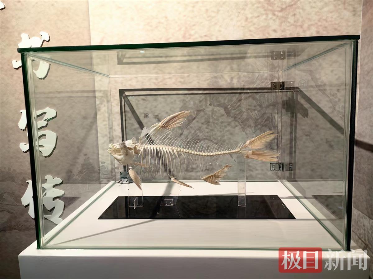 高质量发展调研行丨走进鄂州正宗武昌鱼13根半刺那半根长在哪