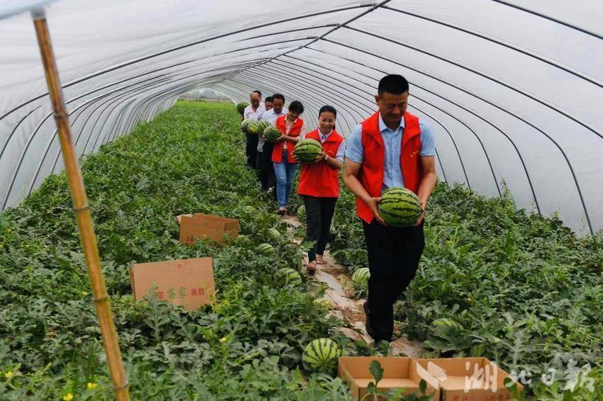 嘉鱼县簰洲湾镇:西瓜喜丰收 农户采摘忙-荆楚网-湖北日报网