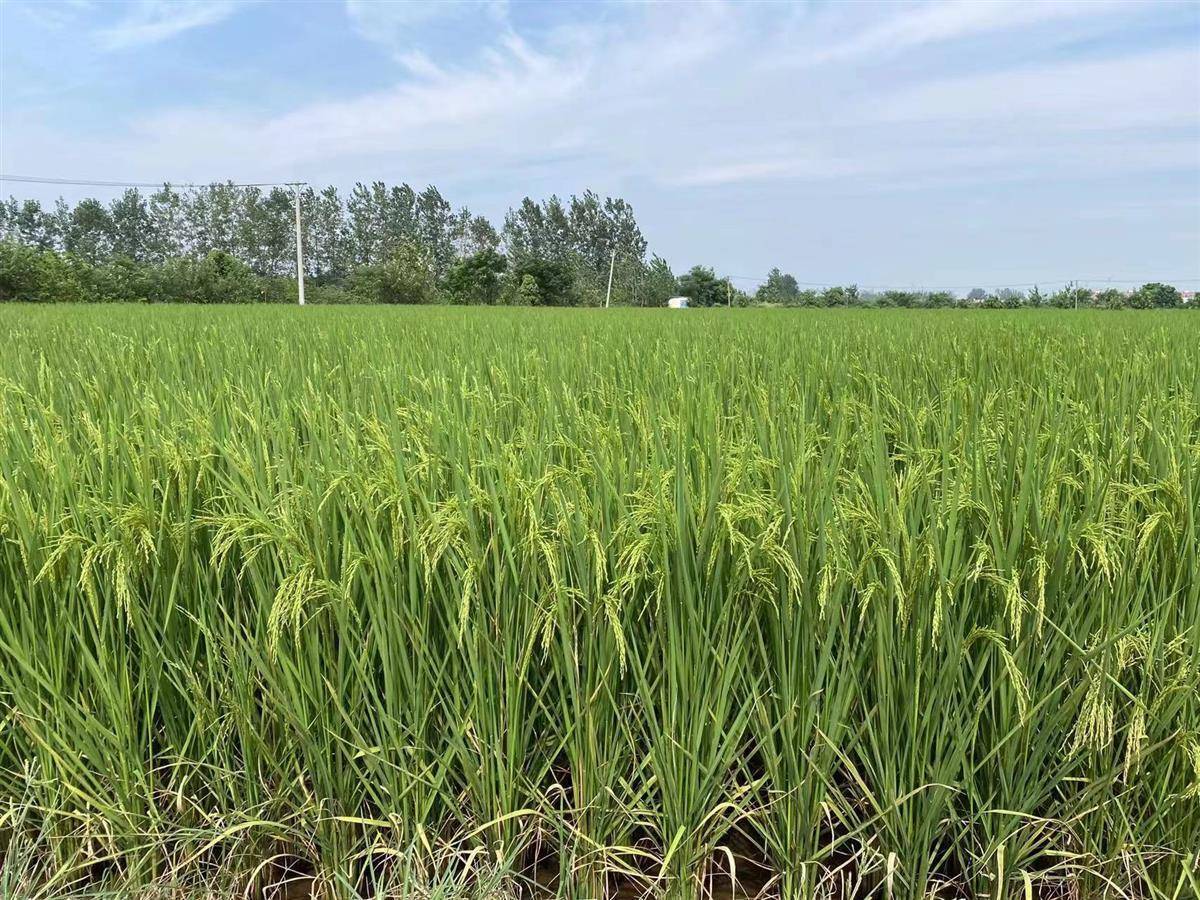 田头论稻院士点赞武汉多倍体水稻