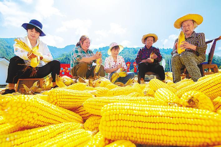 稻谷香里喜丰年
