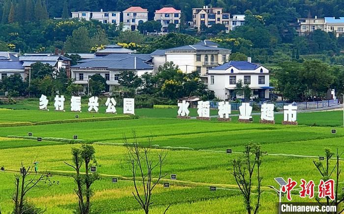 行走赣鄱看丰收稻种强芯记