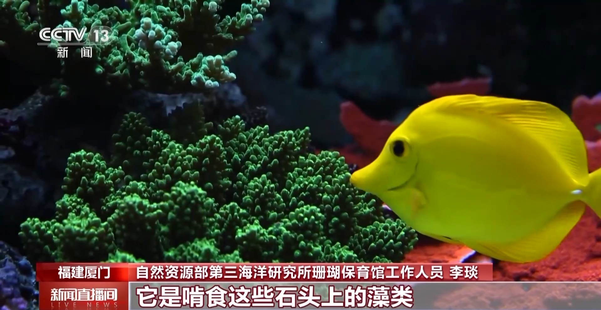 荆楚网>新闻频道>最新播报自然资源部第三海洋研究所珊瑚保育馆工作