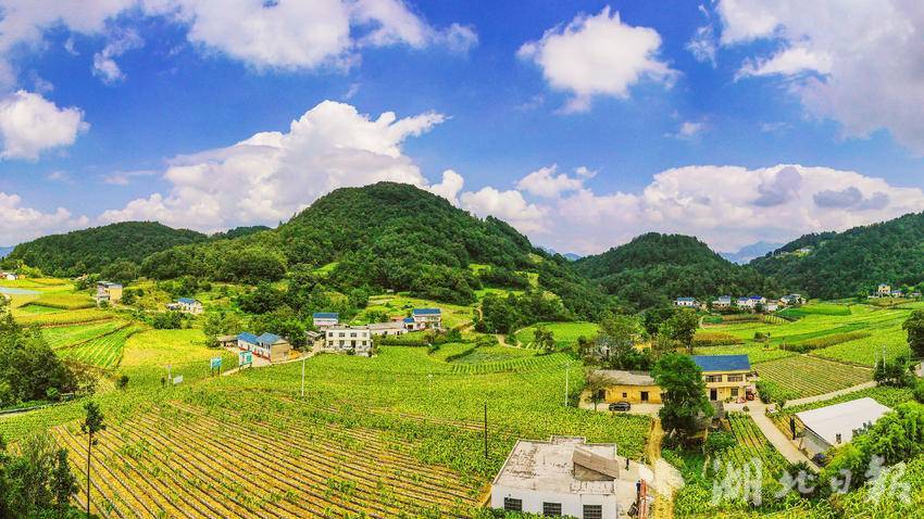 巴东县茶店子镇烟叶示范区丰收涌秋潮