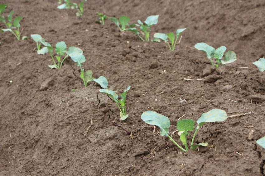 云梦蔬菜皇后西兰花移栽定植忙