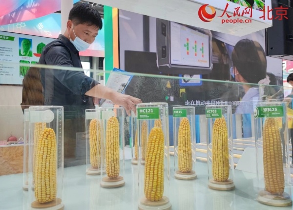 北京加快“种业之都”建设 种业振兴成果显现-荆楚网-湖北日报网