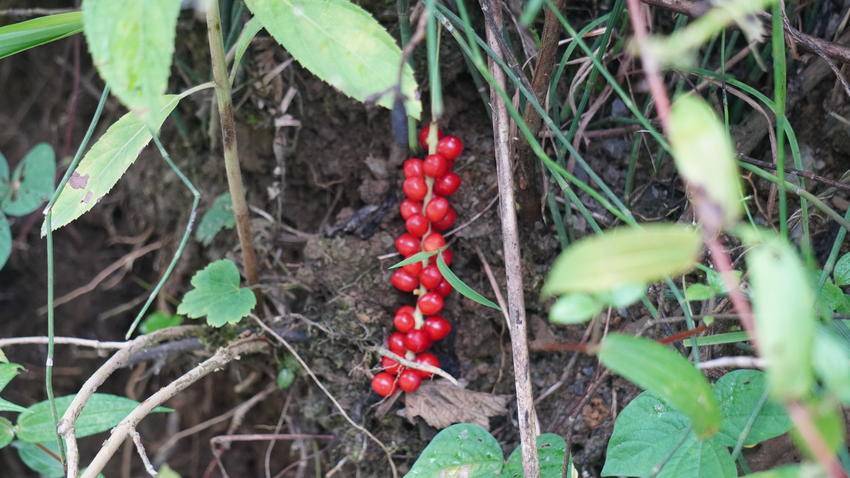 鹤峰野果冷饭坨成熟