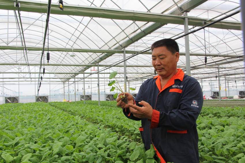 云梦隔蒲潭镇蔬菜育苗工厂今年累计育苗2000万株仍供不应求