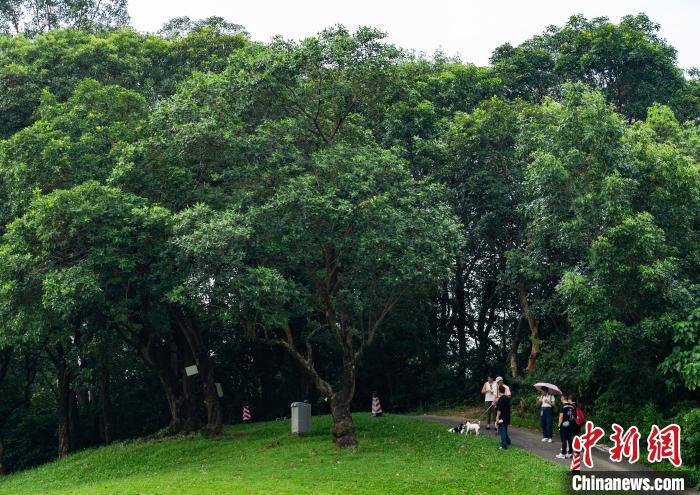 香港粉岭高尔夫球场图片