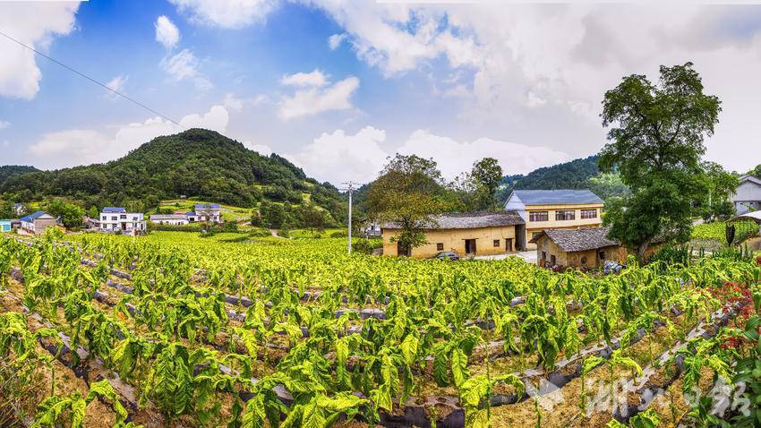 巴东县茶店子镇烟叶示范区丰收涌秋潮