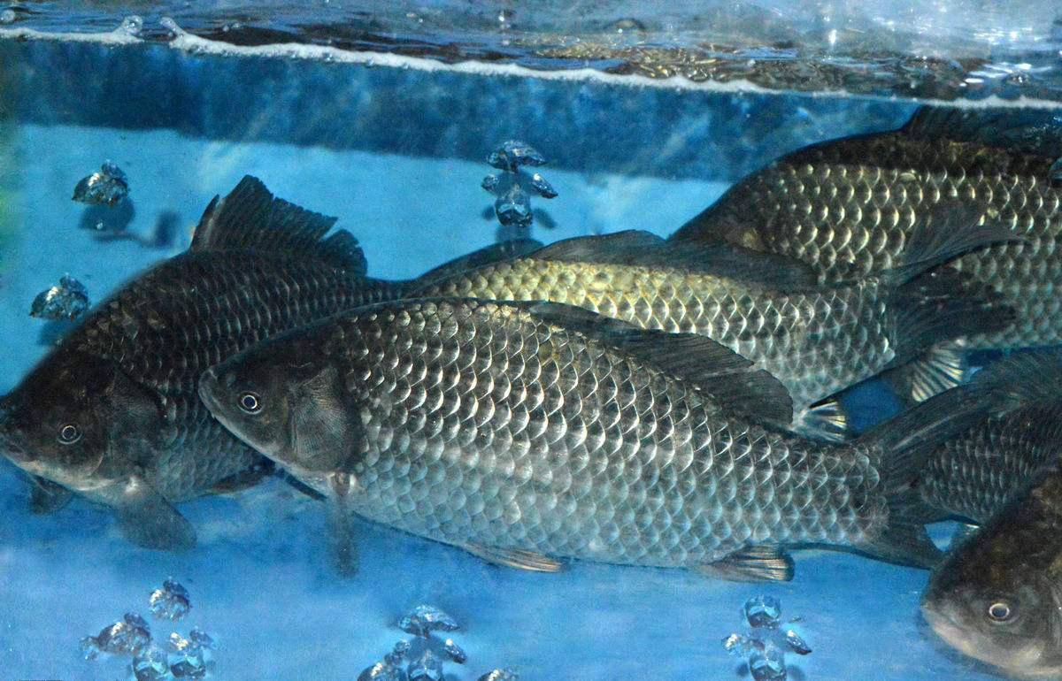 武汉本地鲫鱼长成上市添香市民节日餐桌