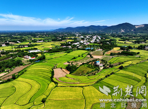 湖北钟祥初秋时节丰景美