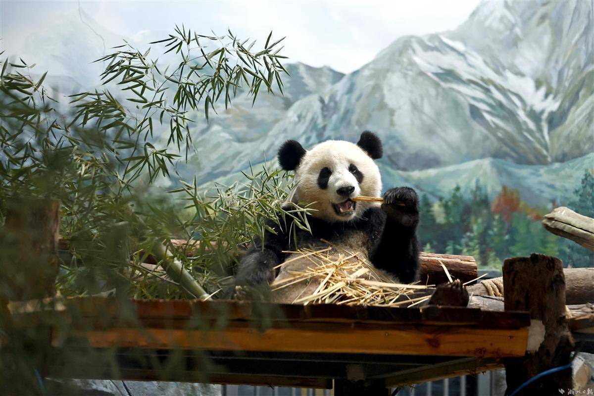 67武汉动物园大熊猫武林和盟盟亮相