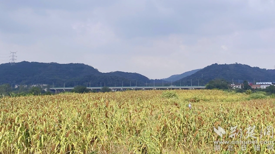 李丽莎 摄近年来,花湖镇坚持将耕地保护,粮食安全,作为乡村振兴的重要