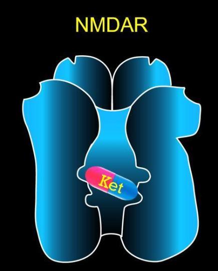 氯胺酮trapping在nmda受体的pore region.
