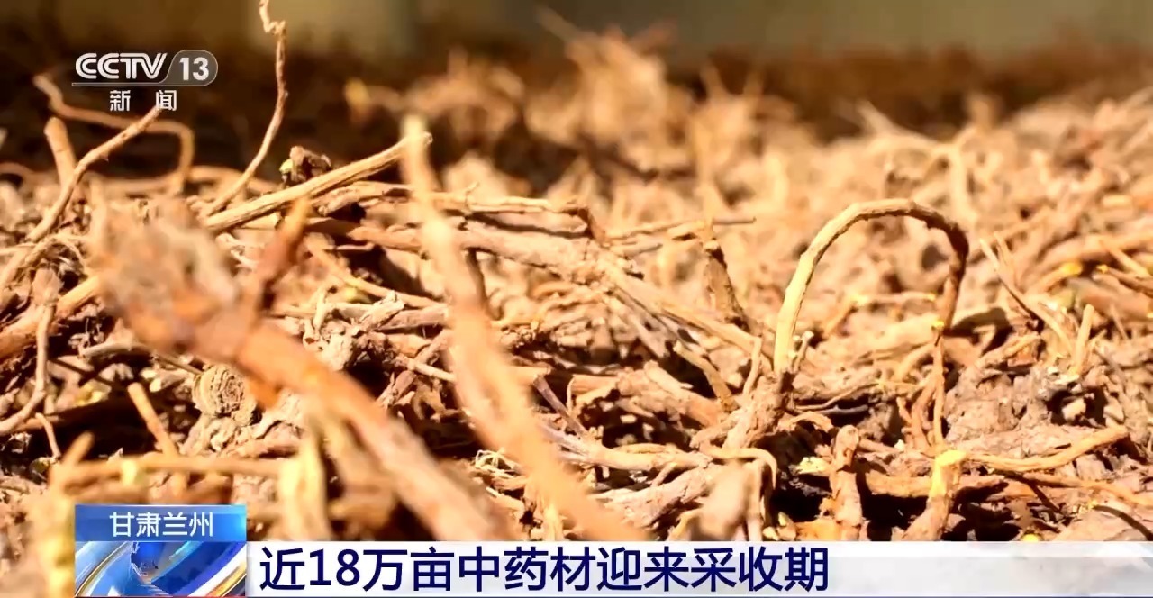 中药材种植行业动态：绿色健康的未来趋势