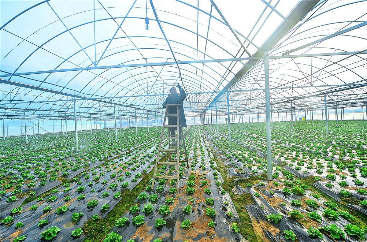 新洲区狠抓农业产业结构调整,在"大棚经济"上做文章,盘活大棚种植产业