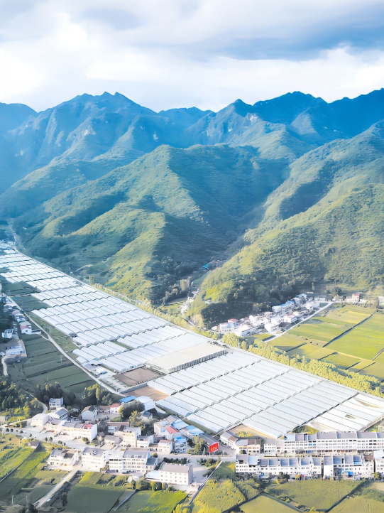 荊楚網>新聞頻道>湖北日報 鄖西縣香口鄉設施蔬菜基地(通訊員 劉旻 攝