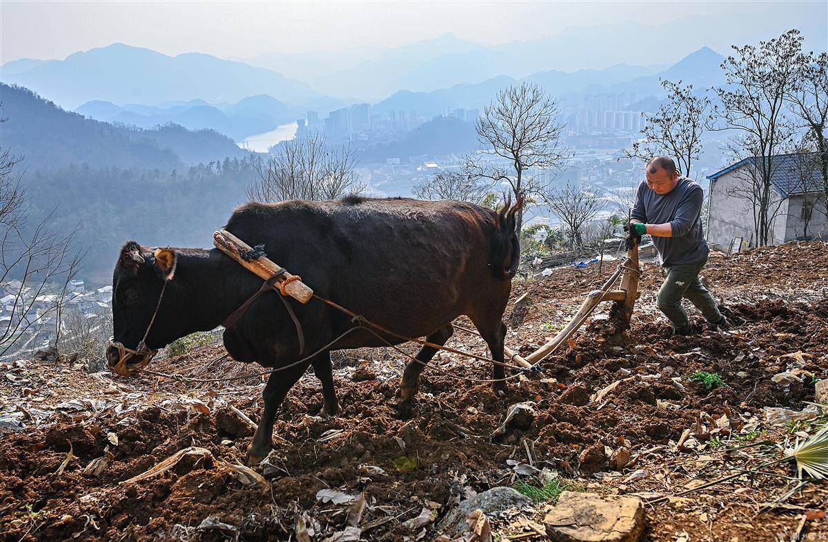 湖北省长阳土家族自治县邓家坝村,村民赵先林正趁着天晴,赶牛犁地.