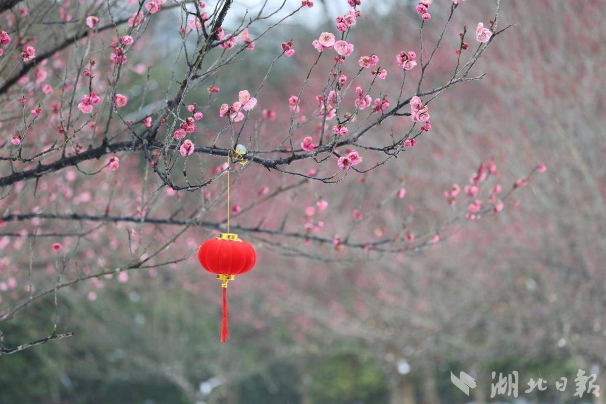 三峡植物园红梅傲雪绽放
